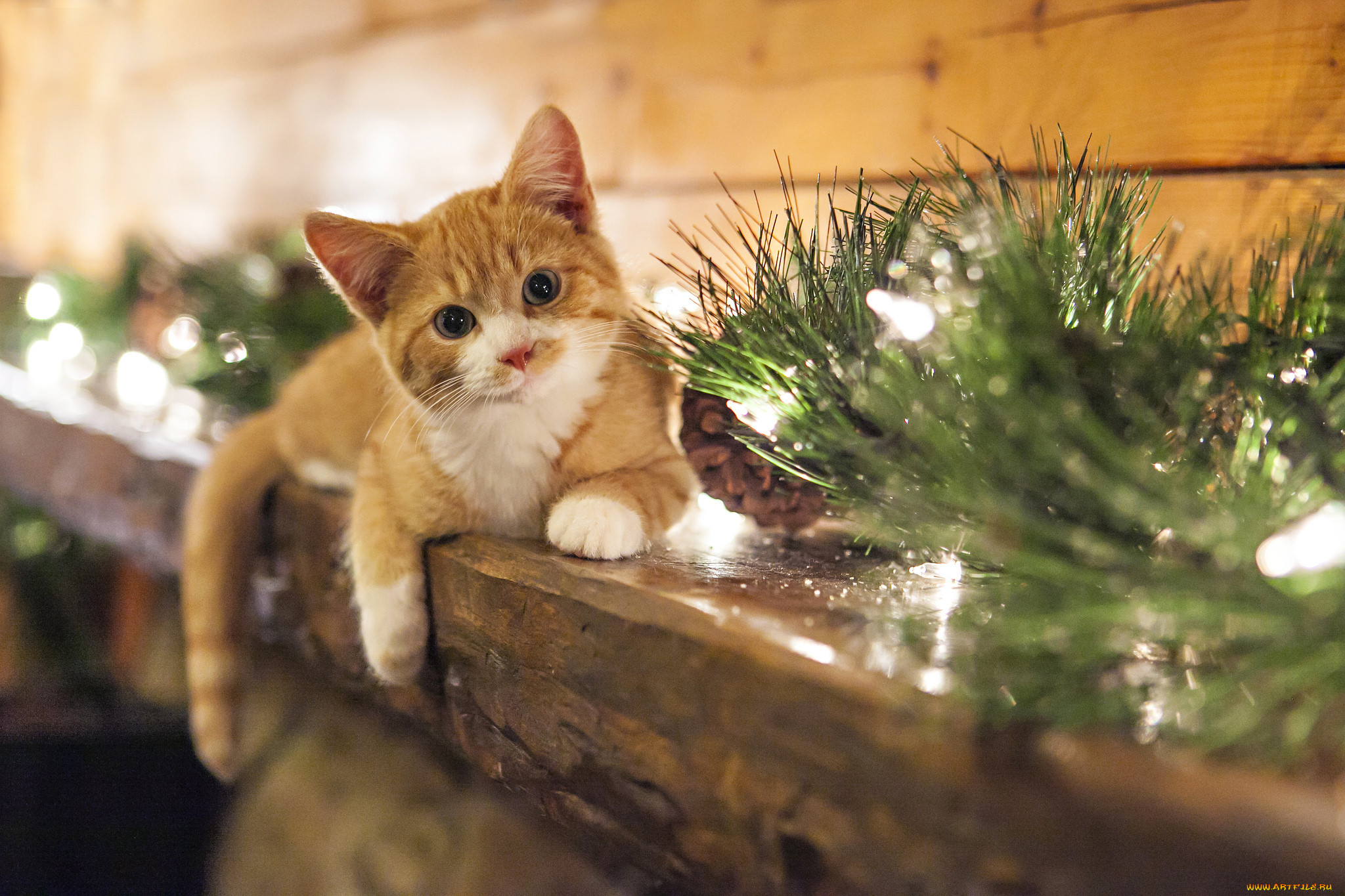 , , , , , , , smile, cones, christmas, kitten, view